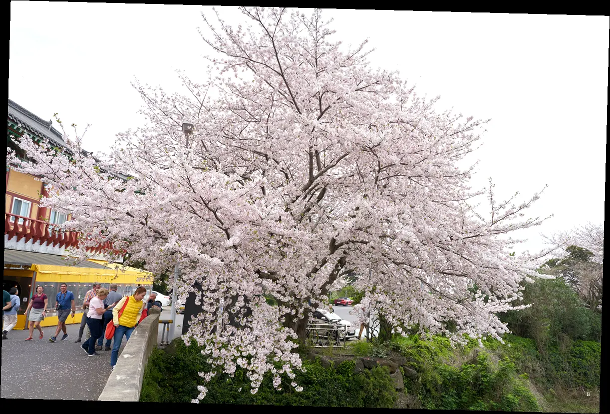 🚶‍♀️ 취향 따라 골라봐! 진해군항제 추천 여행 코스 BEST 5