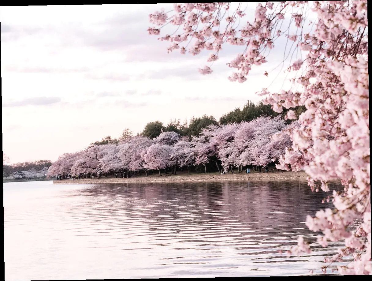 🌸 벚꽃 여행, 이것만은 꼭! 벚꽃 여행 꿀팁 & 주의사항 대방출! 🌸
