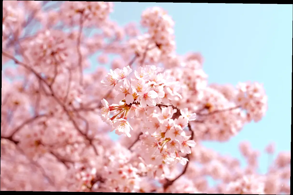 🌸 공주 벚꽃 명소 한눈에 보기
