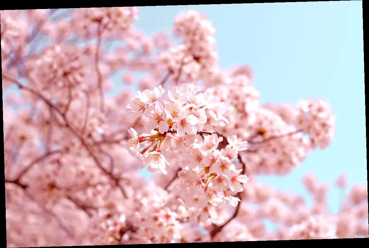 서울 & 경기권 벚꽃 명소 추천! 🌸 (인생샷 보장!)